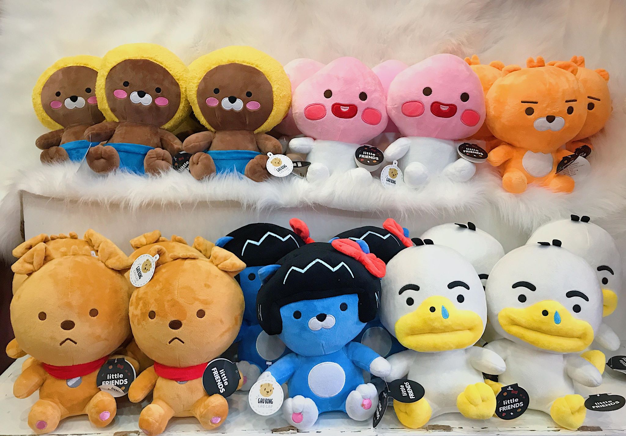 tại sao chọn gấu teddy